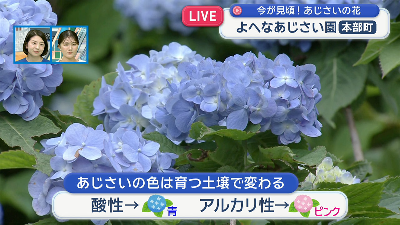 中継　よへなあじさい園