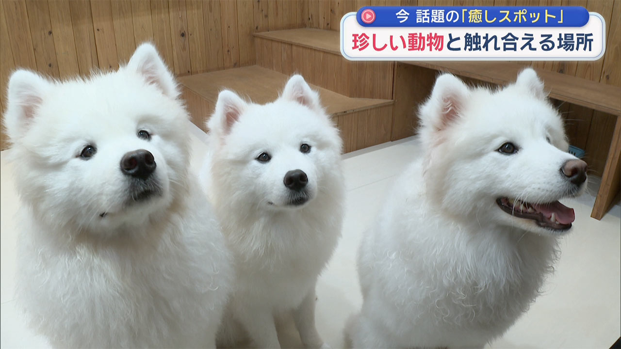 愛らしい犬たちと触れあう　住宅街の癒しスポット