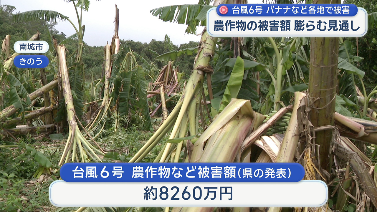 台風６号　県内の農家に被害　アップルバナナ約50株が風で倒れる