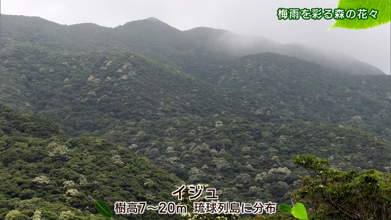 リュウキュウの自然「梅雨を彩る森の花々」