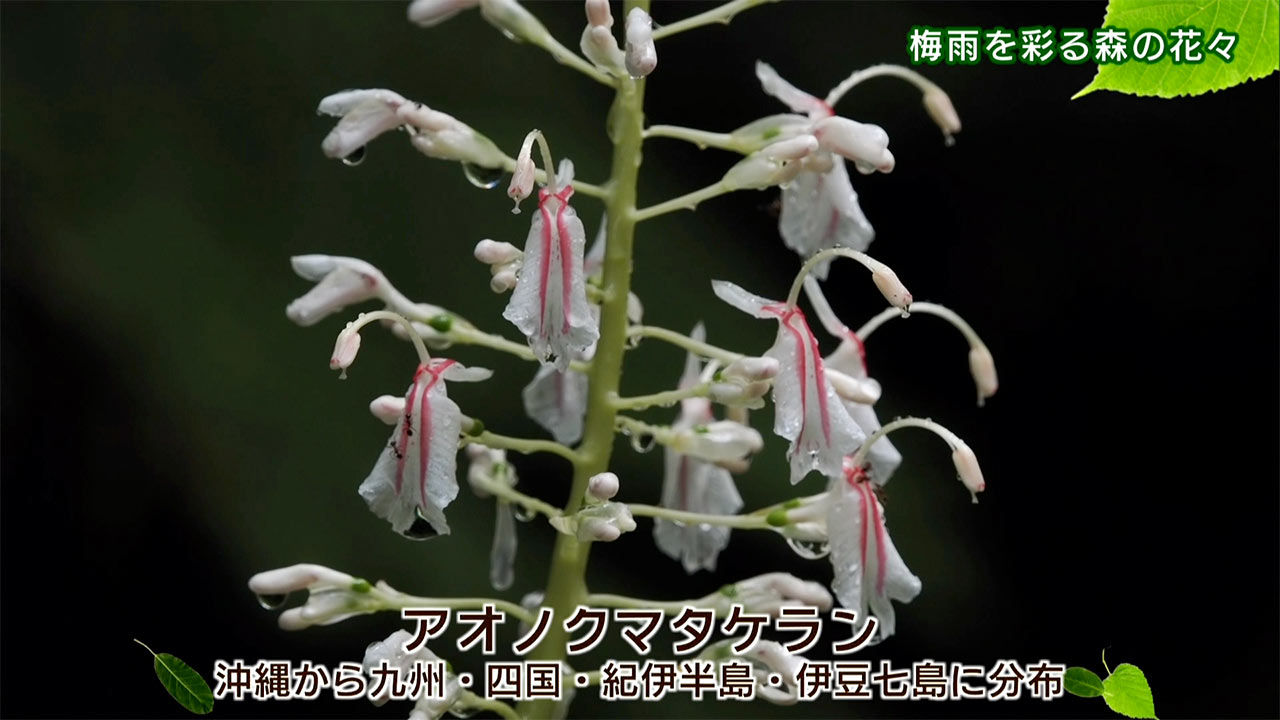 リュウキュウの自然「梅雨を彩る森の花々」