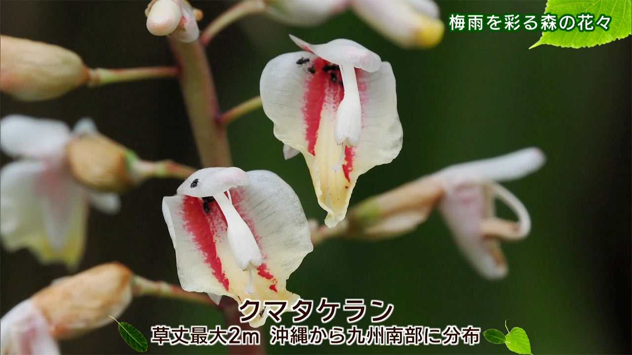 リュウキュウの自然「梅雨を彩る森の花々」