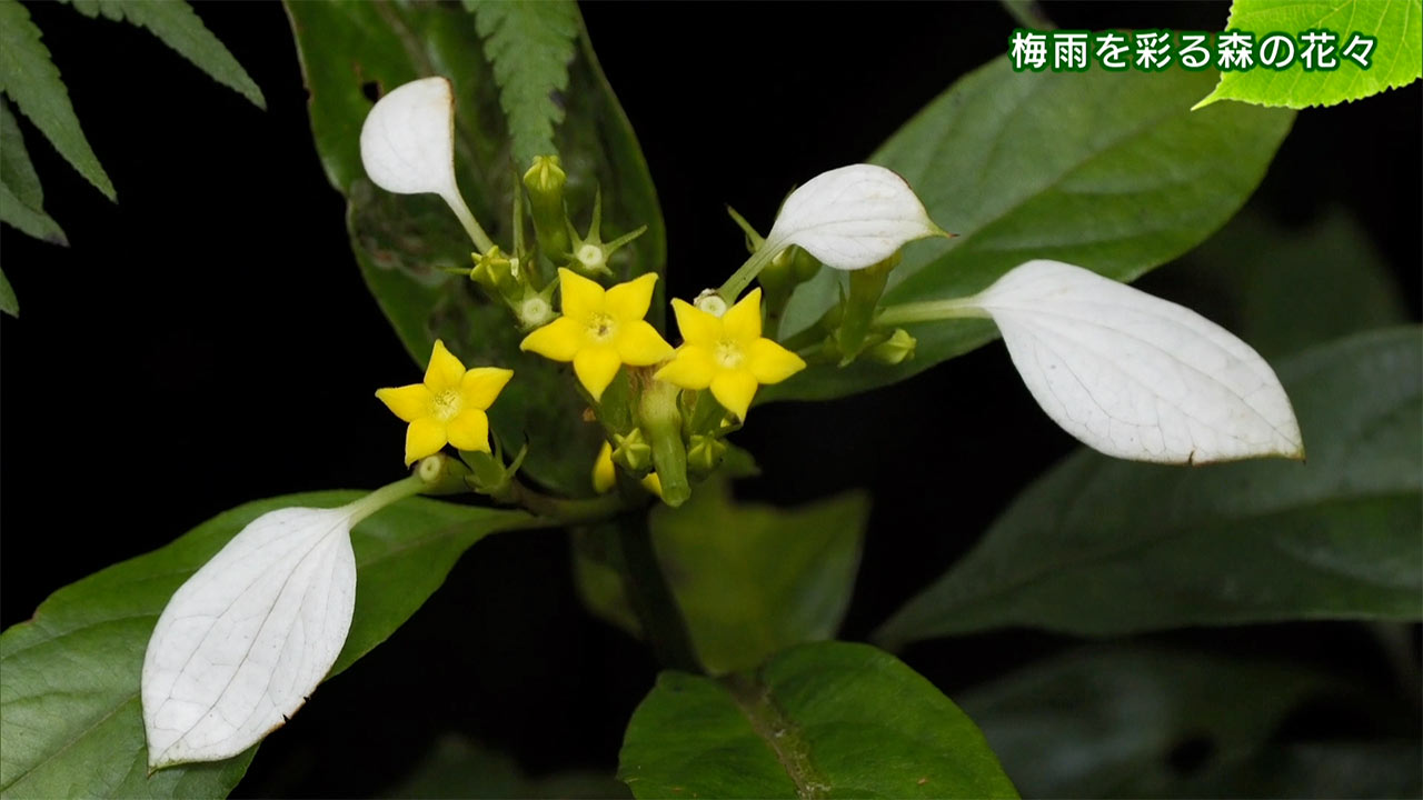 リュウキュウの自然「梅雨を彩る森の花々」