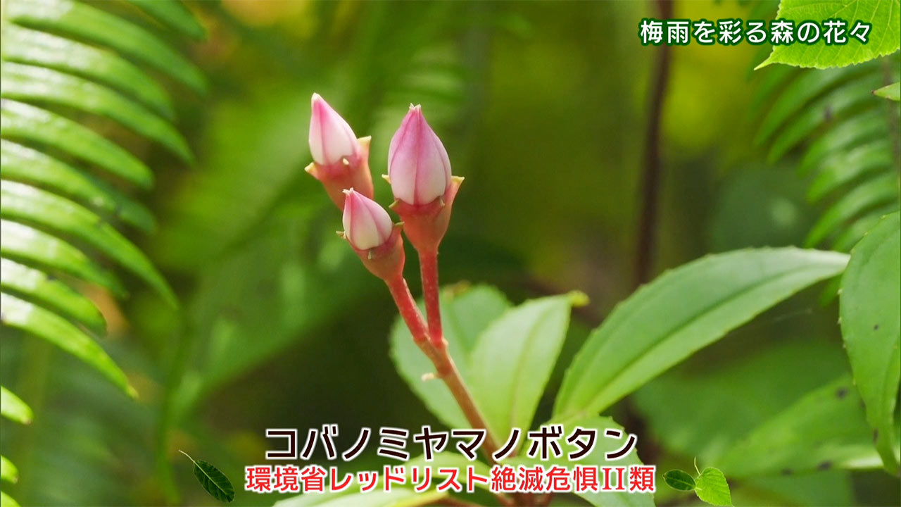 リュウキュウの自然「梅雨を彩る森の花々」