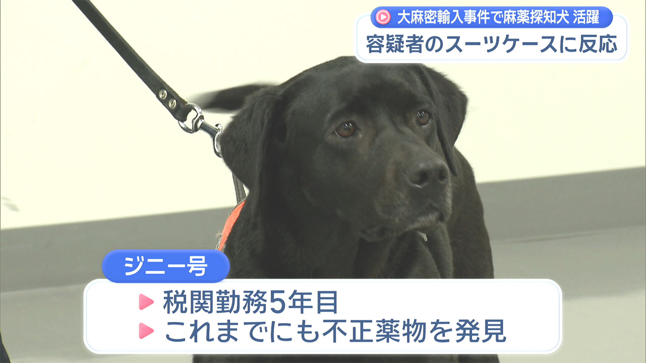 活躍！麻薬探知犬が大麻を嗅ぎ分け容疑者逮捕