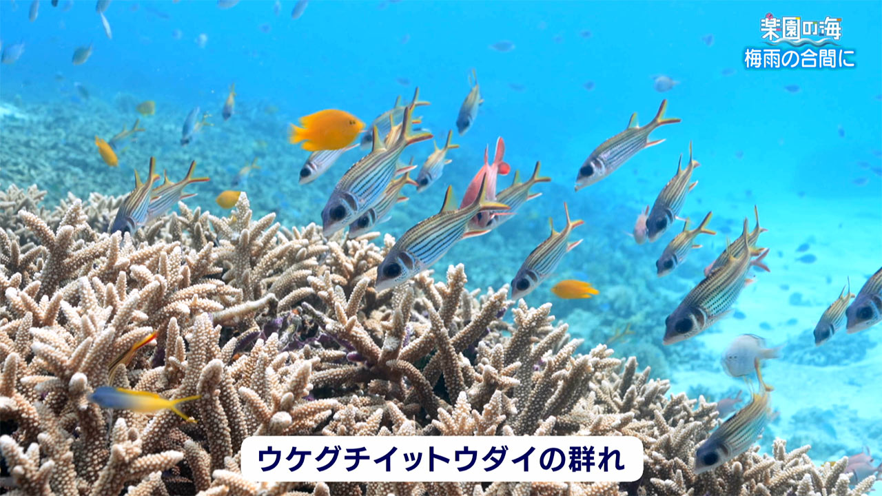 楽園の海　梅雨の合間に