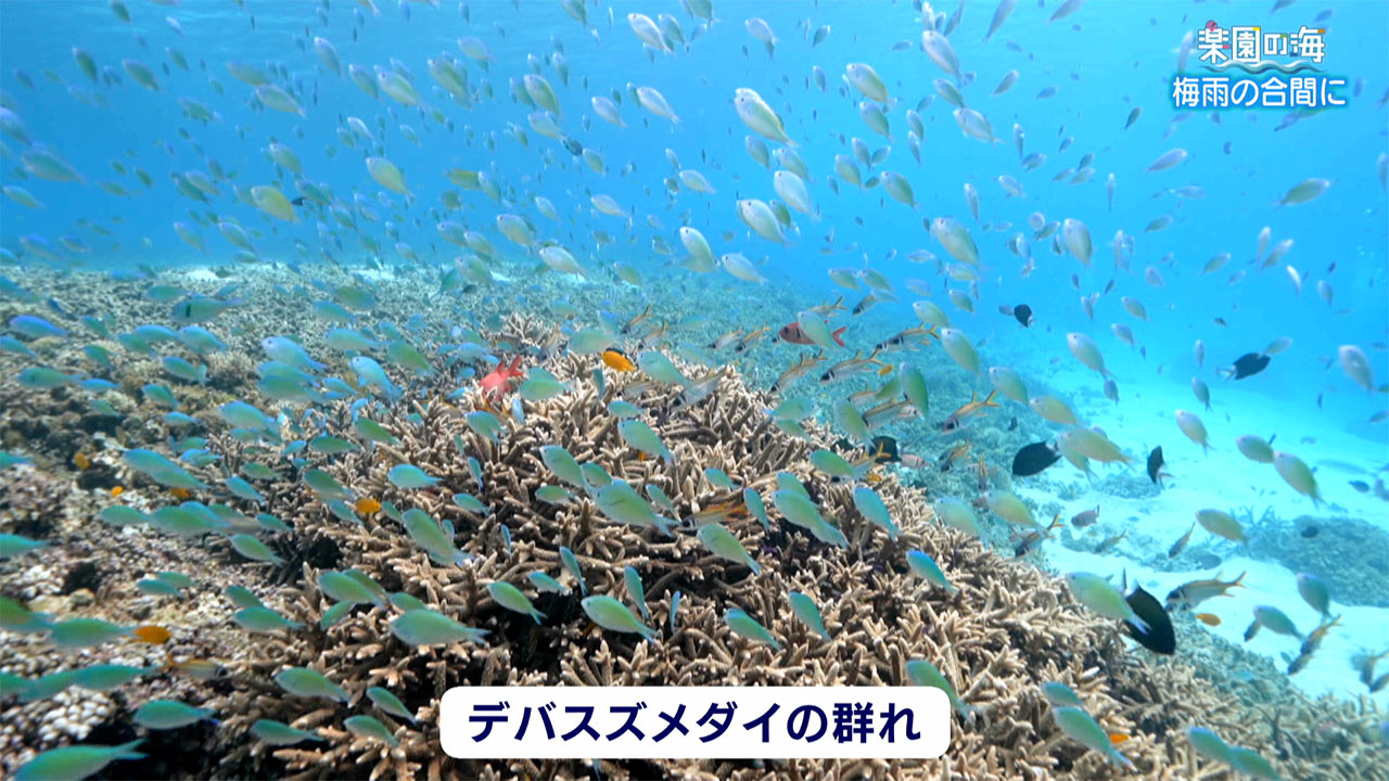 楽園の海　梅雨の合間に