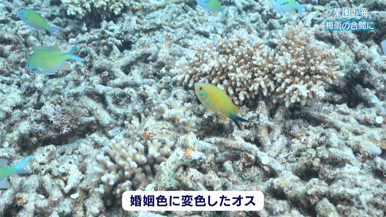楽園の海　梅雨の合間に