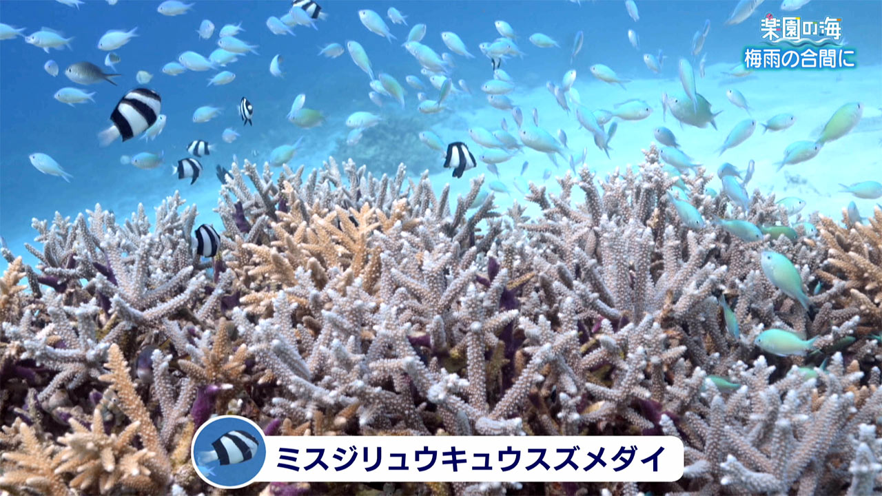 楽園の海　梅雨の合間に