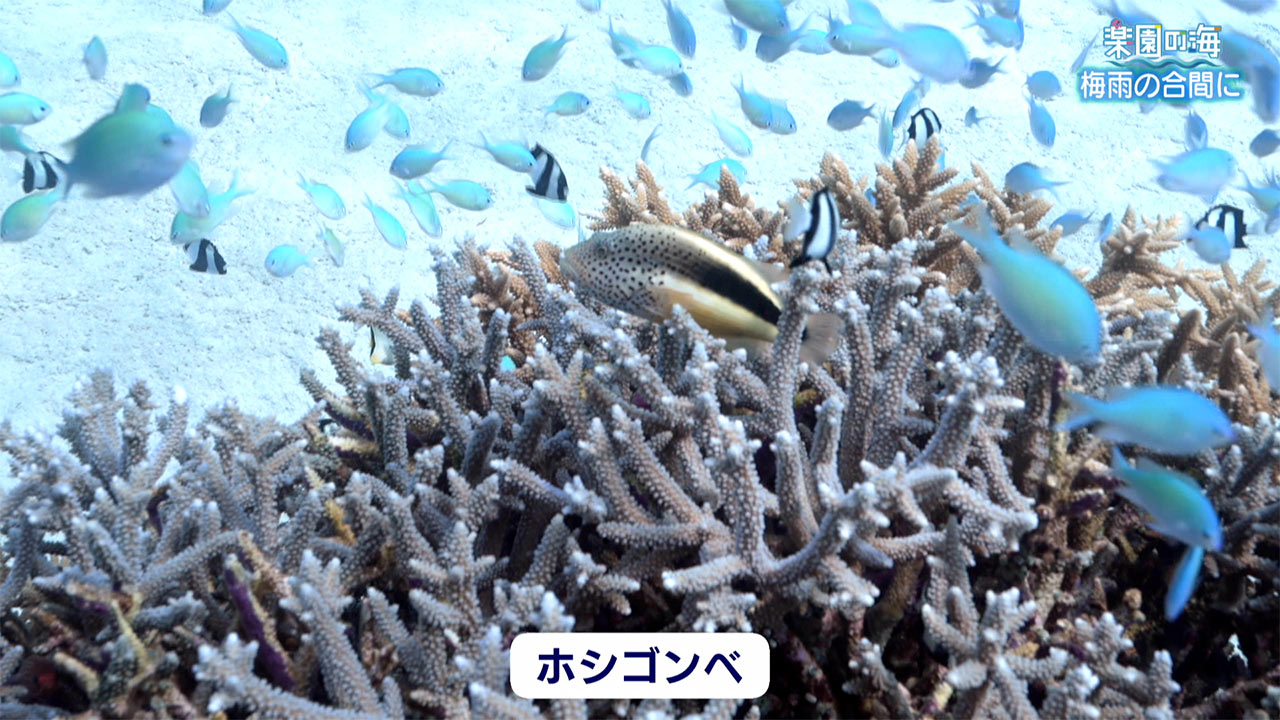 楽園の海　梅雨の合間に