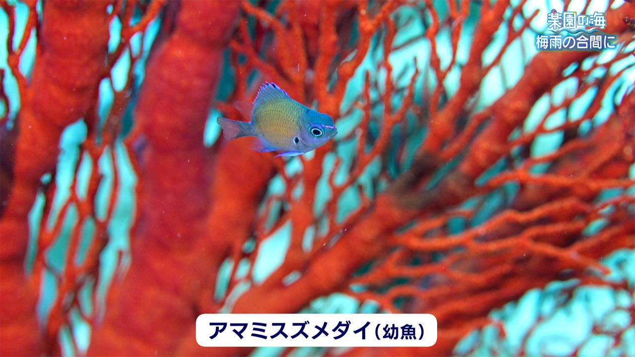 楽園の海　梅雨の合間に