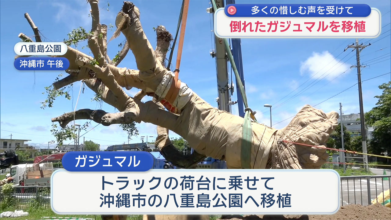 台風で倒れたガジュマルを移植