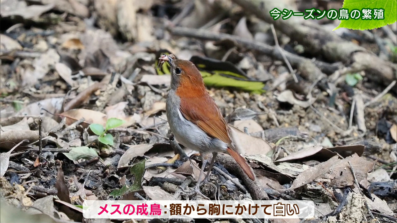 リュウキュウの自然　今シーズンの鳥の繁殖