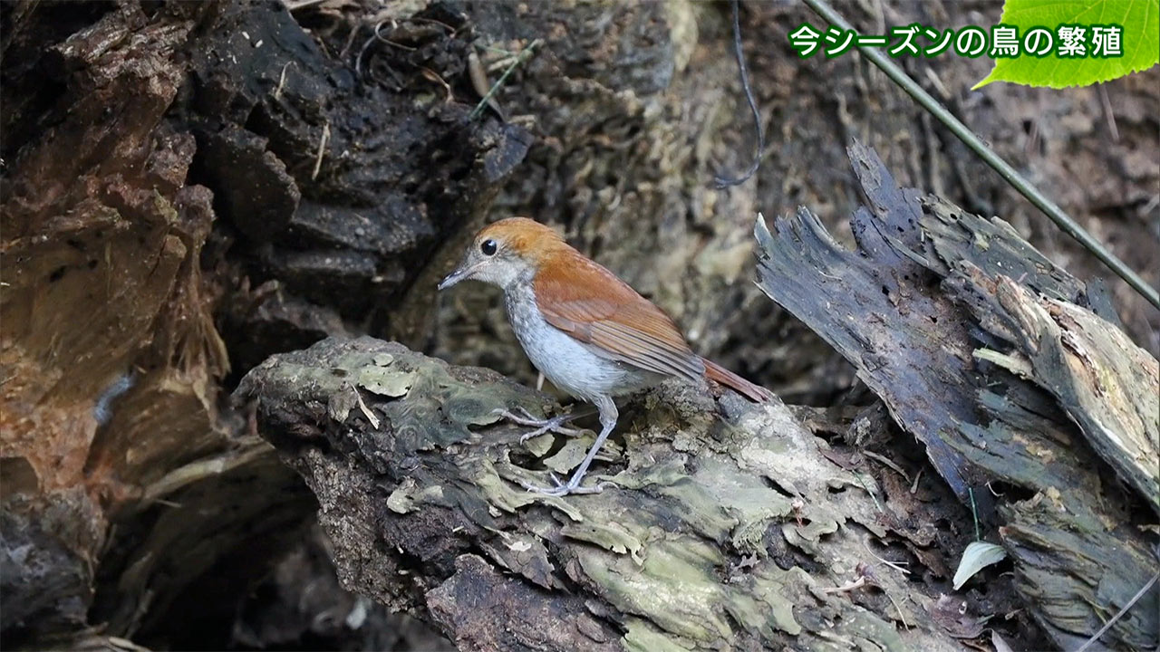 リュウキュウの自然　今シーズンの鳥の繁殖