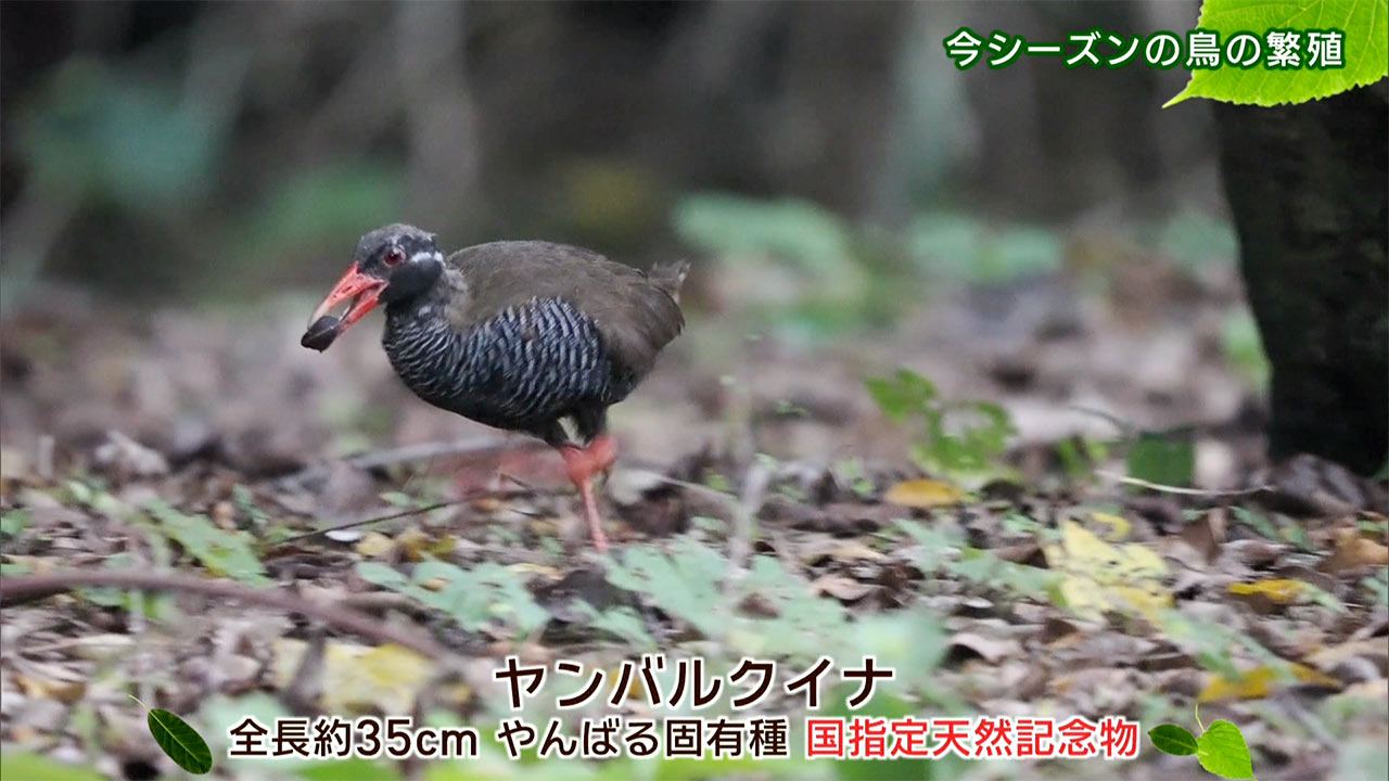 リュウキュウの自然　今シーズンの鳥の繁