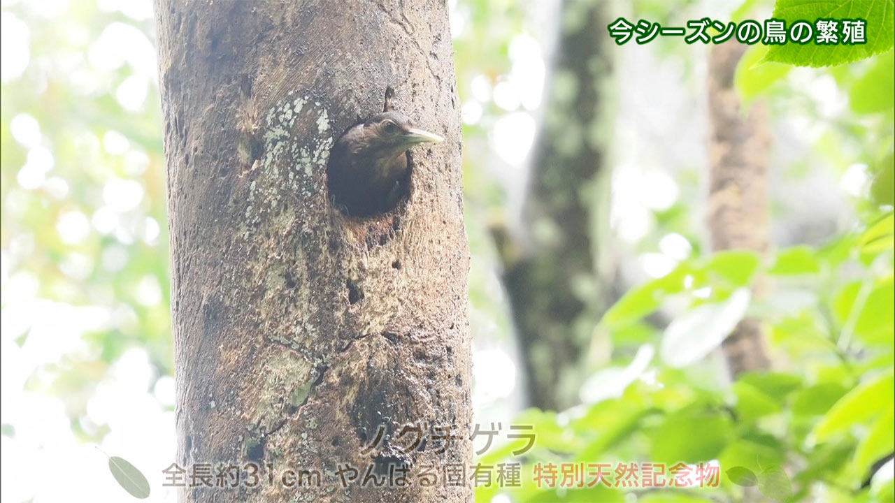 リュウキュウの自然　今シーズンの鳥の繁