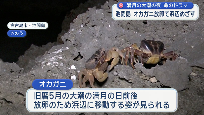 池間島　オカガニの放卵