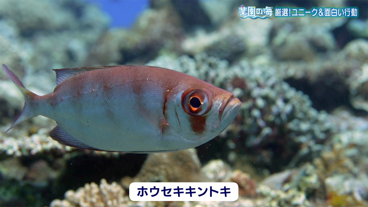 楽園の海 厳選!ユニーク&面白い行動