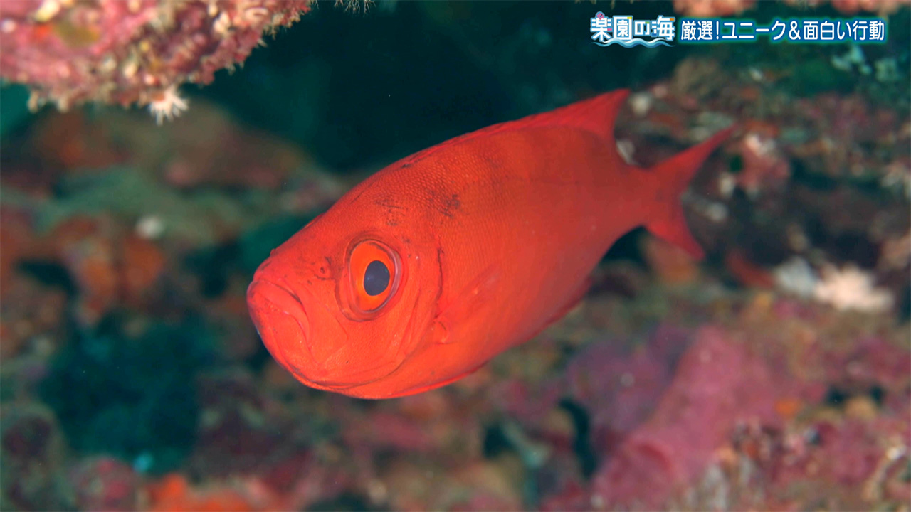 楽園の海 厳選!ユニーク&面白い行動