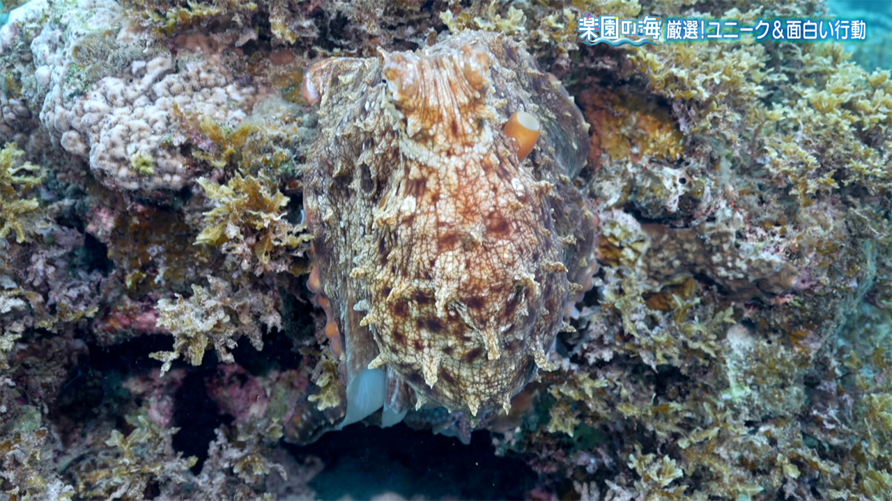 楽園の海 厳選!ユニーク&面白い行動