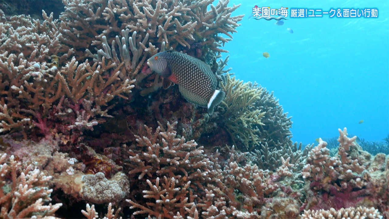 楽園の海 厳選!ユニーク&面白い行動