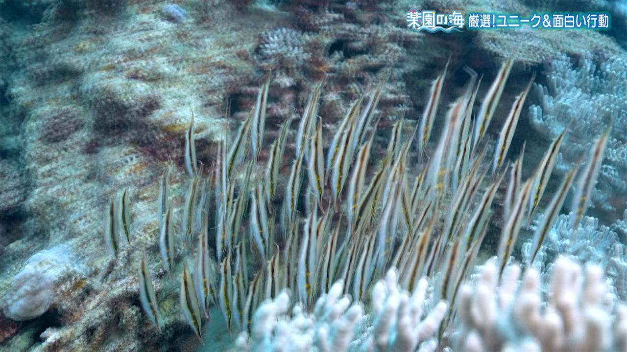 楽園の海 厳選!ユニーク&面白い行動