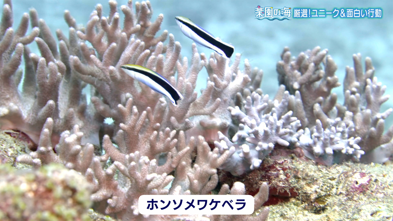 楽園の海 厳選!ユニーク&面白い行動
