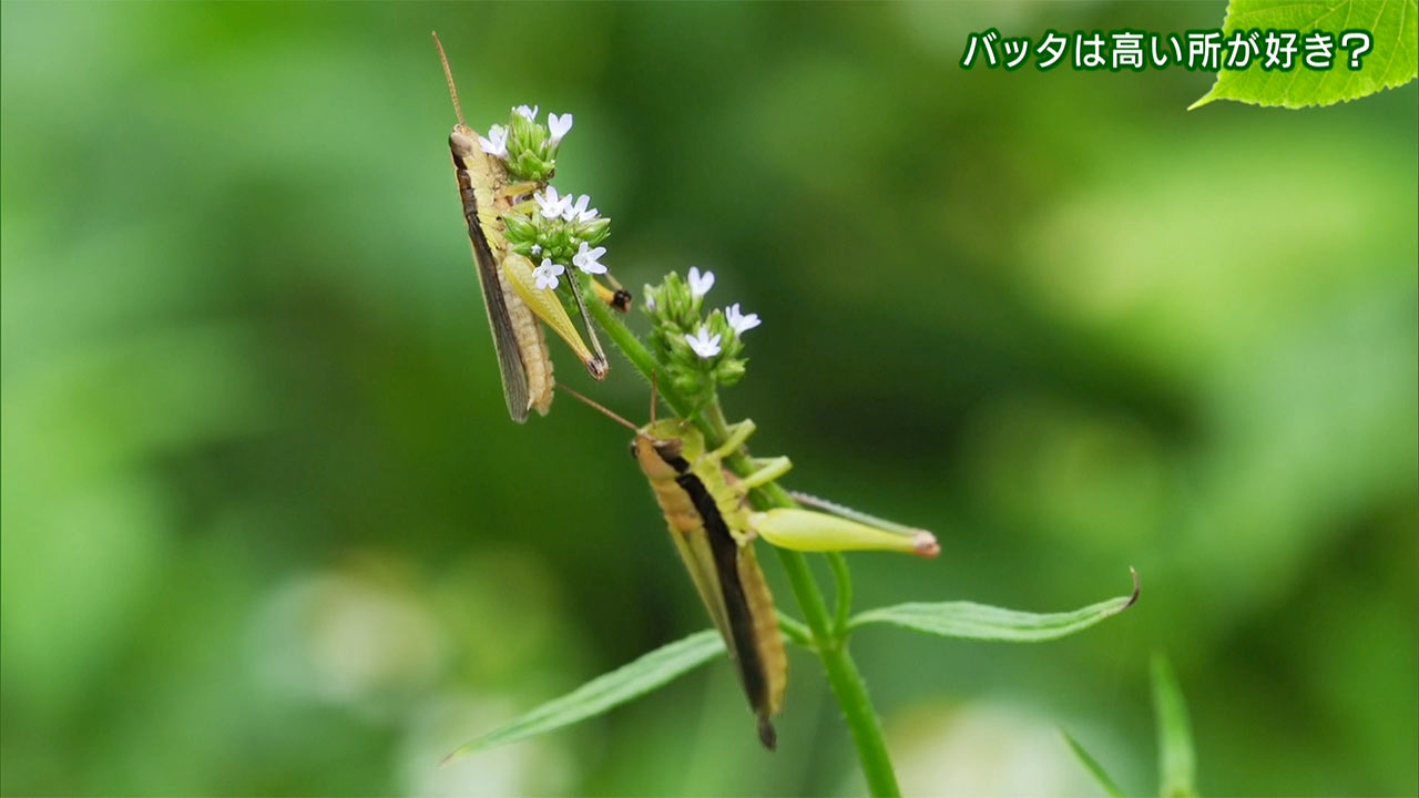リュウキュウの自然 バッタは高いところが好き?