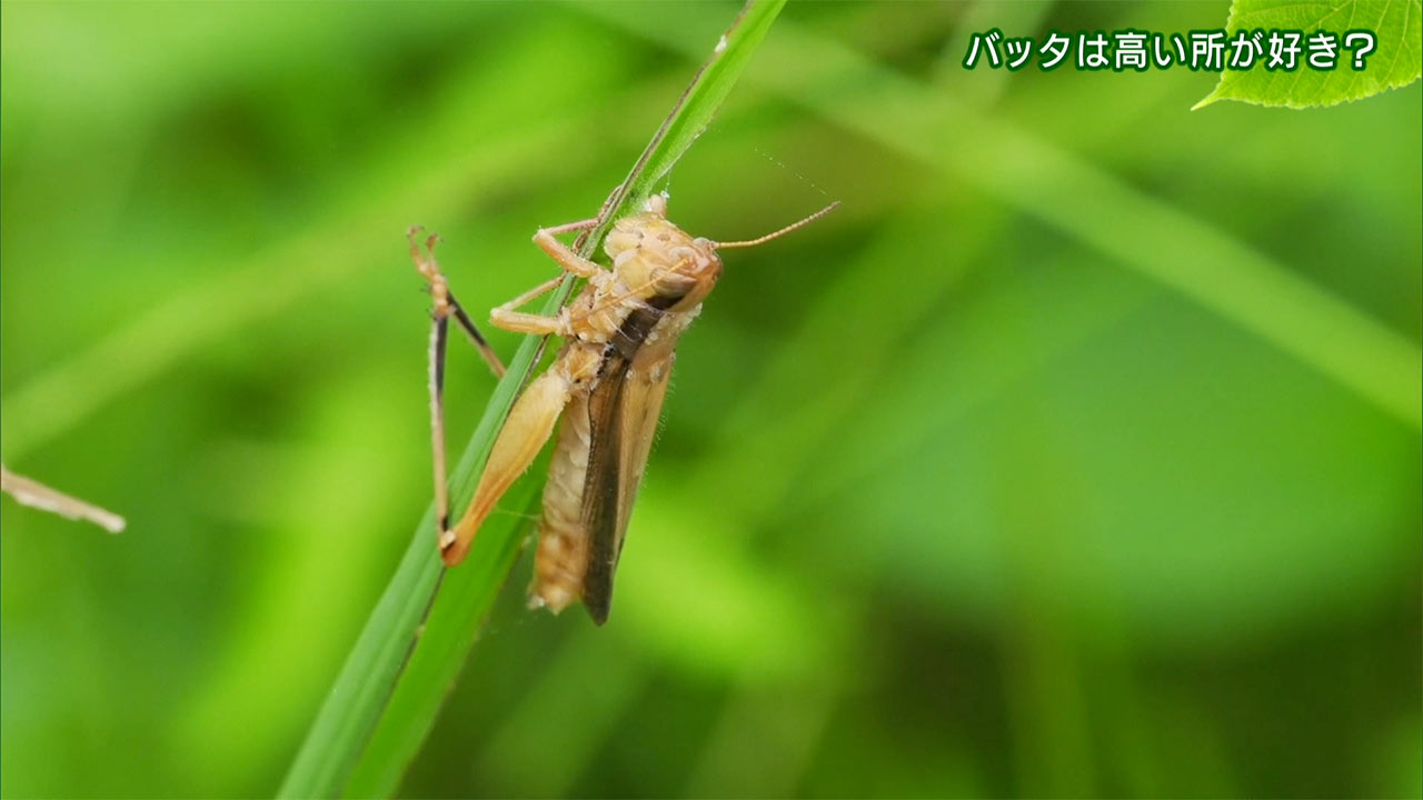 リュウキュウの自然 バッタは高いところが好き?