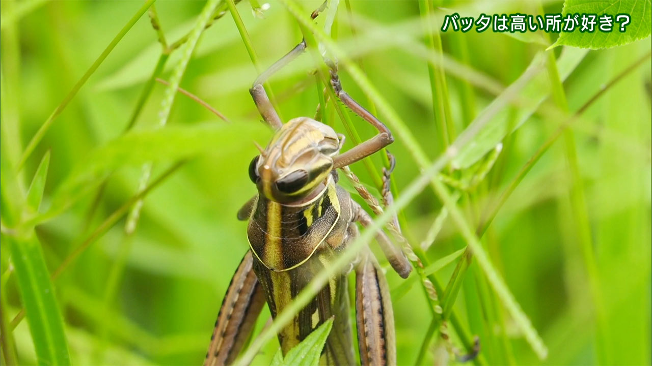 リュウキュウの自然 バッタは高いところが好き?