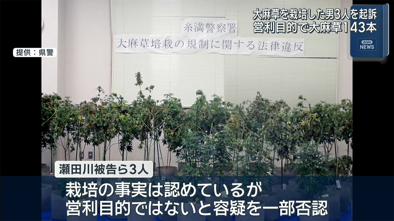 大麻草栽培・営利目的の所持で男ら起訴