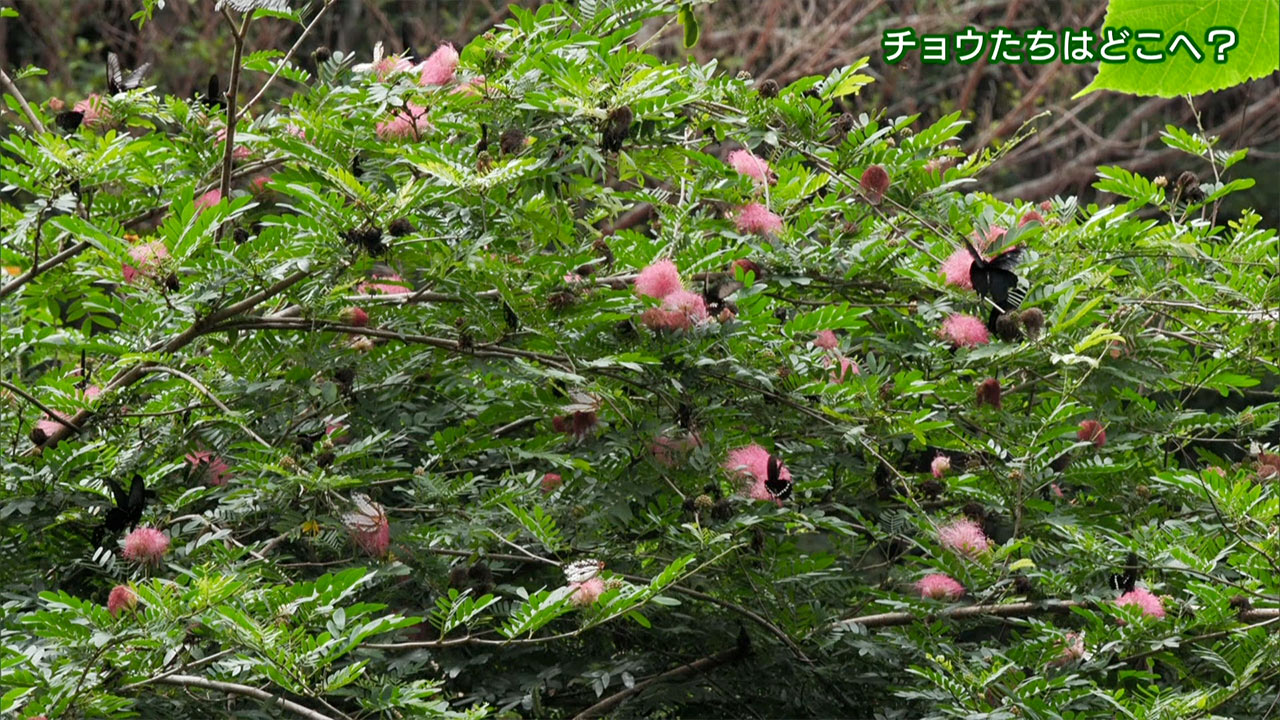 リュウキュウの自然　チョウたちはどこへ