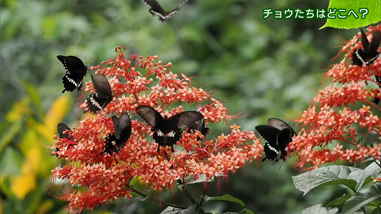 リュウキュウの自然　チョウたちはどこへ