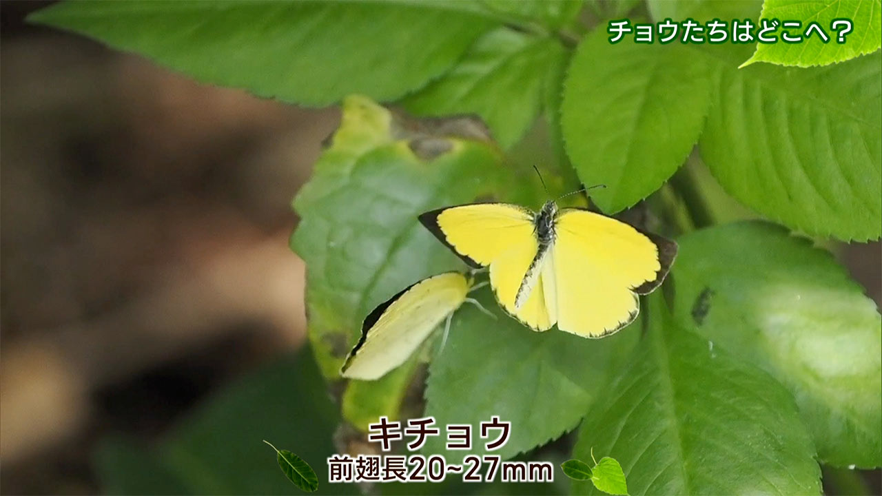 リュウキュウの自然　チョウたちはどこへ