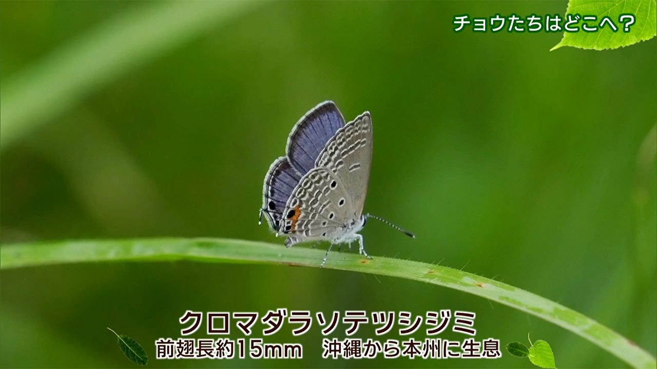 リュウキュウの自然　チョウたちはどこへ
