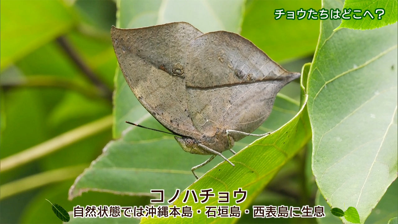 リュウキュウの自然　チョウたちはどこへ