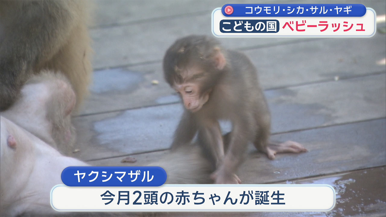 沖縄こどもの国でベビーラッシュ！！