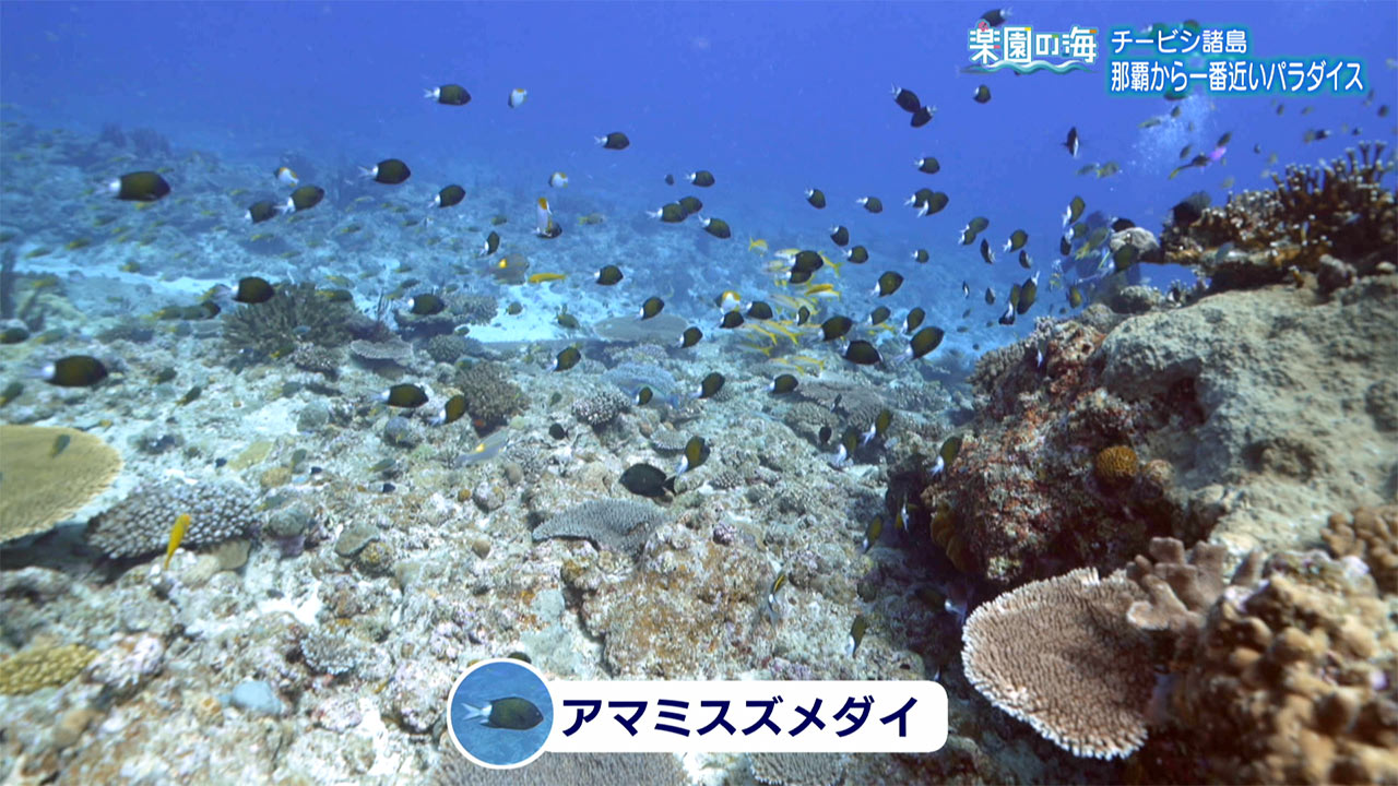 楽園の海 チービシ諸島 那覇から一番近いパラダイス