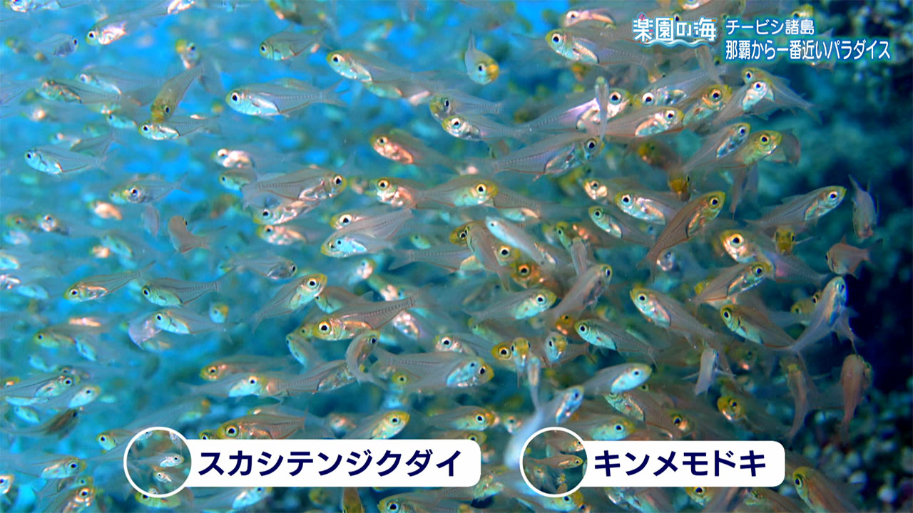 楽園の海 チービシ諸島 那覇から一番近いパラダイス