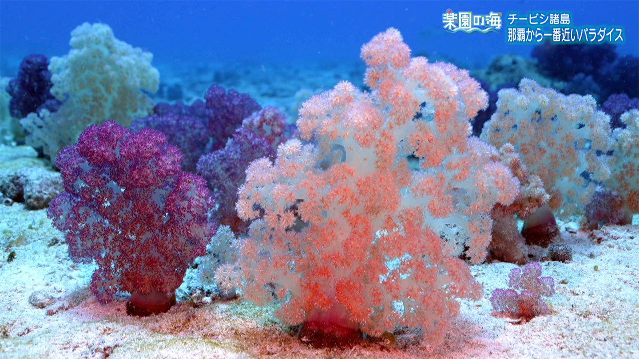 楽園の海 チービシ諸島 那覇から一番近いパラダイス