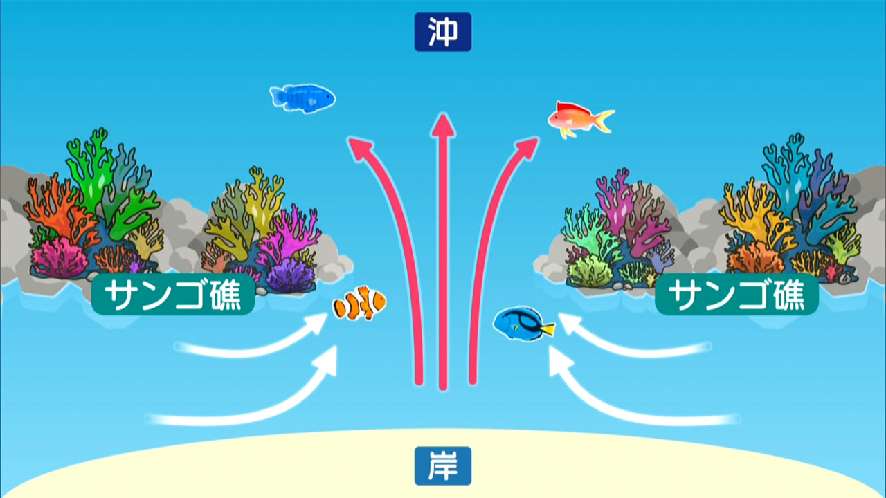 夏本番!気を付けてほしいリーフカレントの危険性を記者が実際に体験!