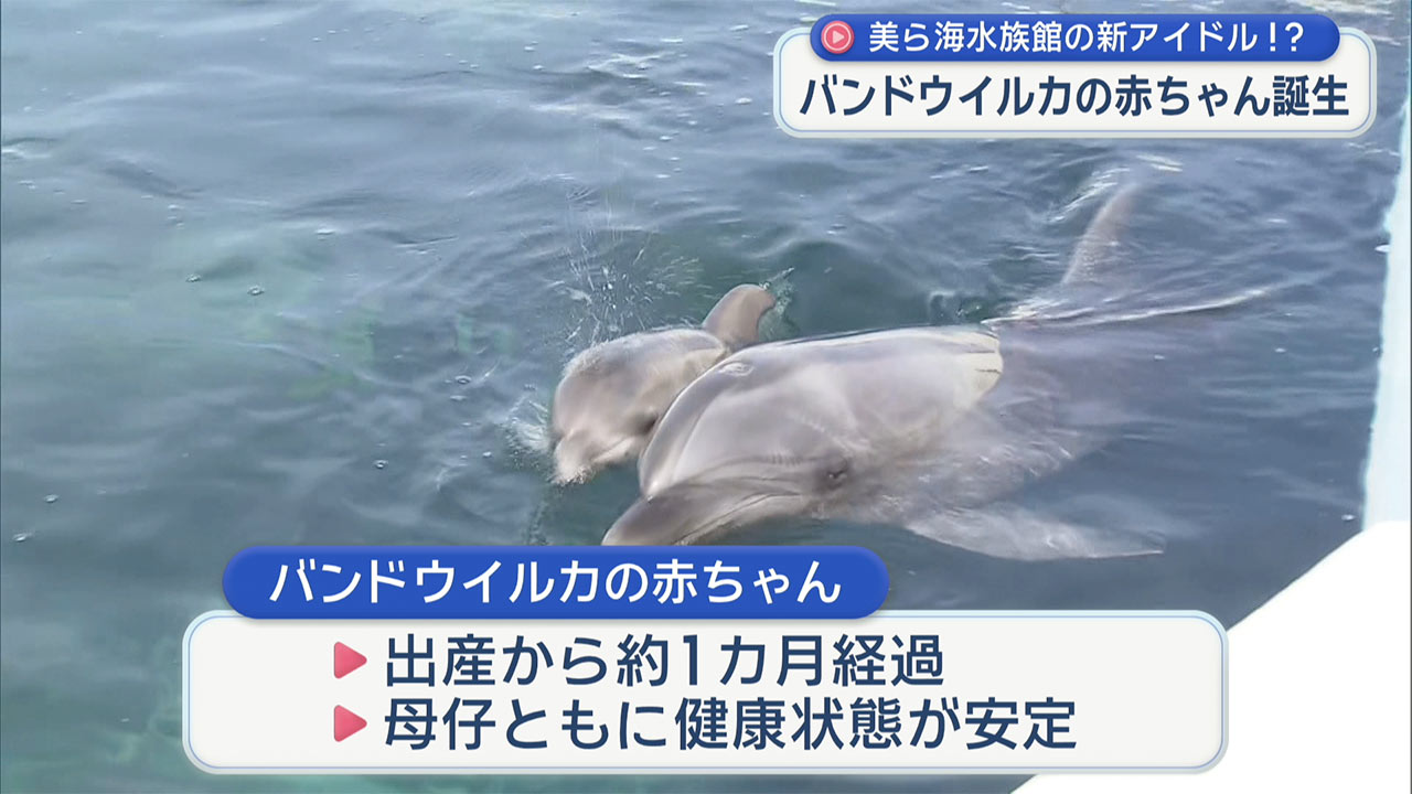 沖縄美ら海水族館にバンドウイルカの赤ちゃんが誕生！一般公開はじまる
