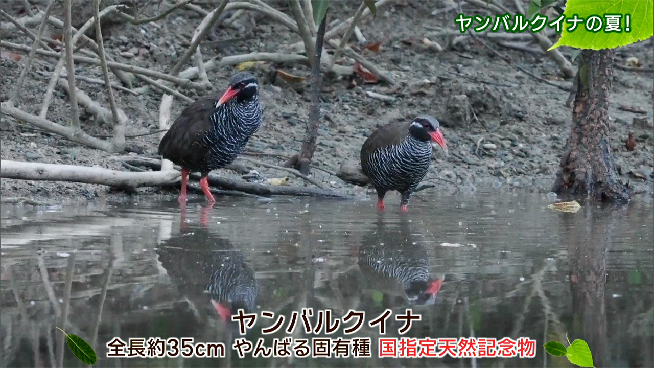 リュウキュウの自然　ヤンバルクイナの夏！