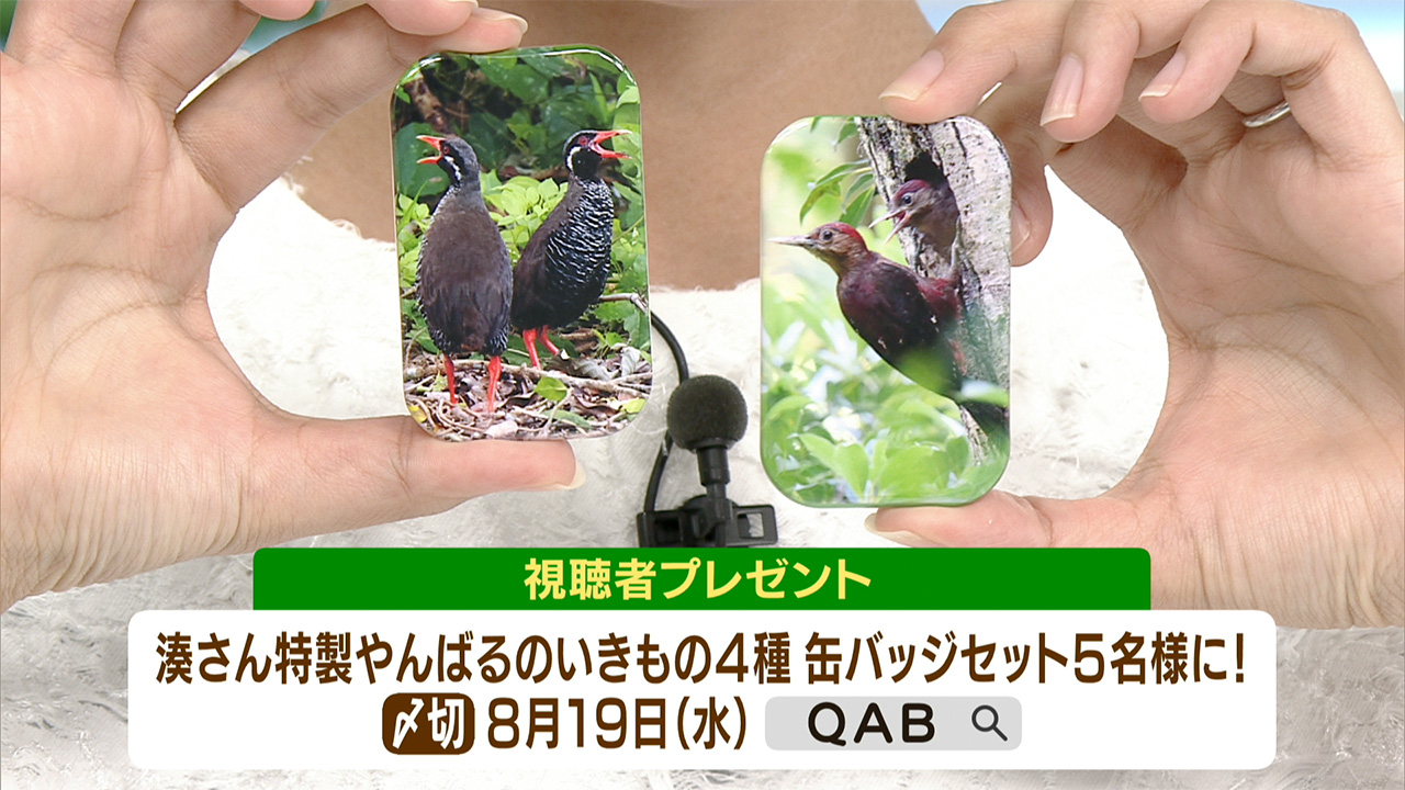 リュウキュウの自然　ヤンバルクイナの夏！