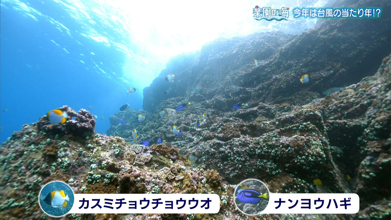 楽園の海 今年は台風の当たり年!?