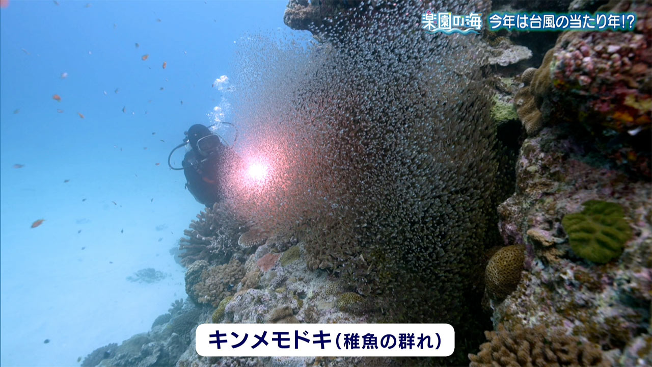 楽園の海 今年は台風の当たり年!?