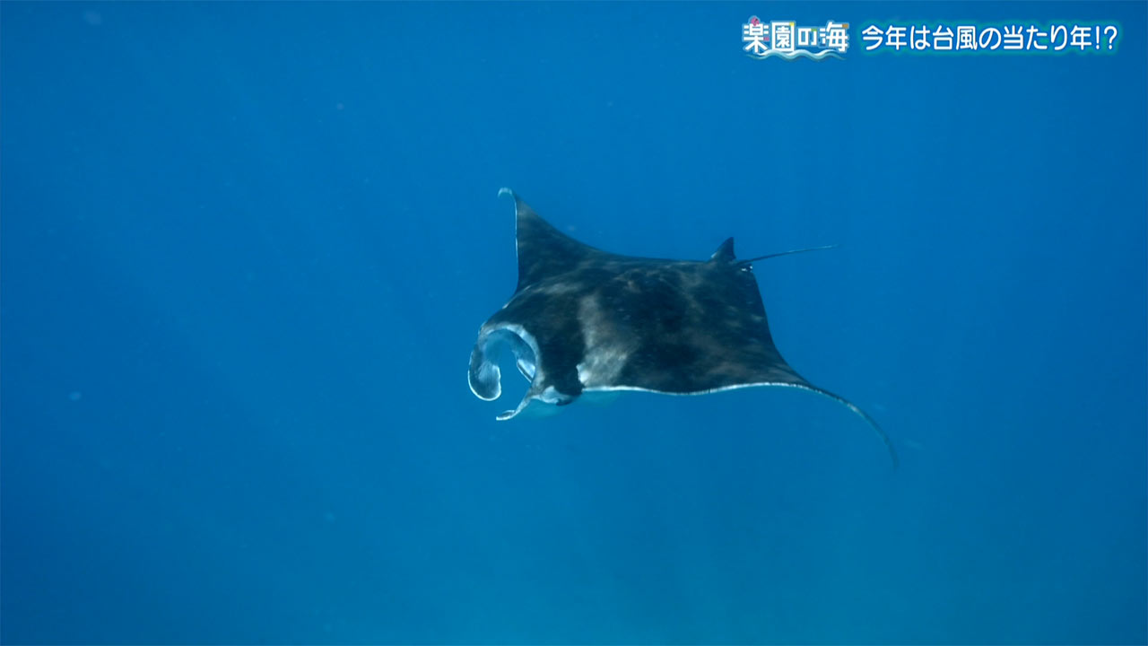 楽園の海 今年は台風の当たり年!?
