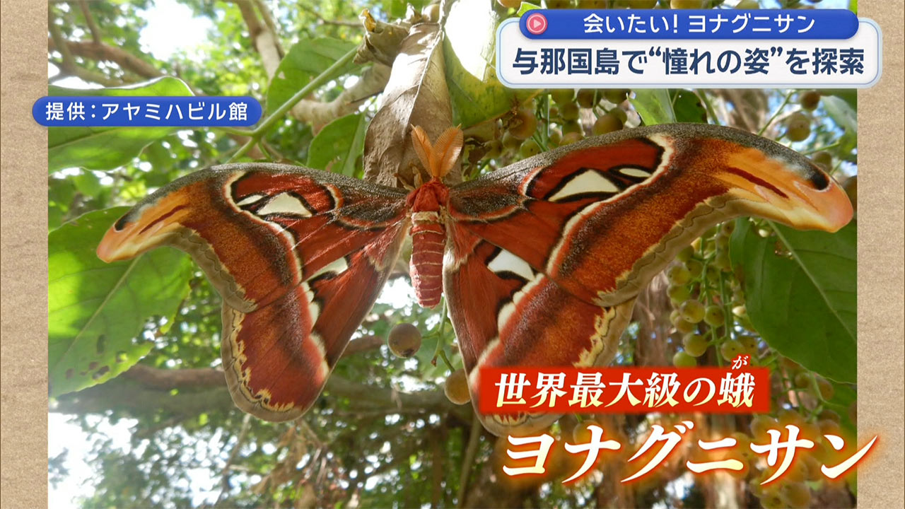 憧れのヨナグニサンを探して 与那国島・真夏の大捜索