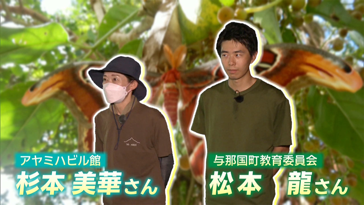 憧れのヨナグニサンを探して 与那国島・真夏の大捜索
