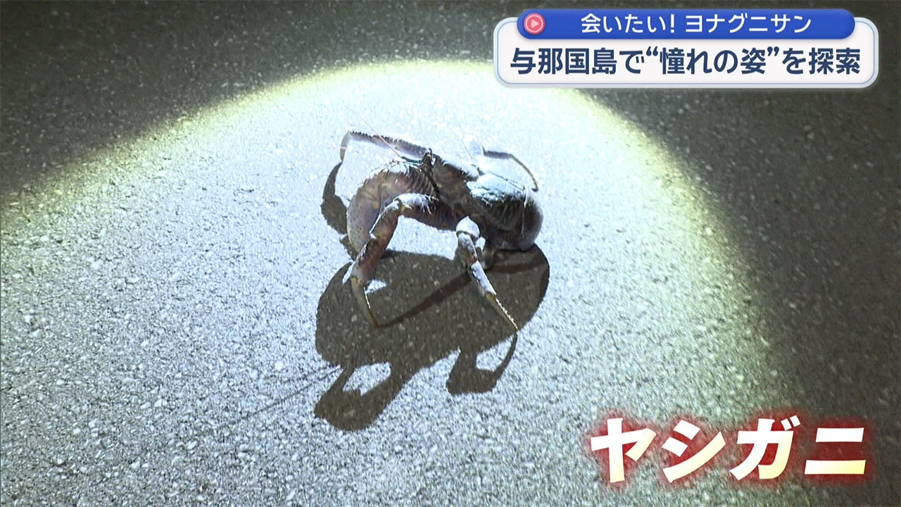 憧れのヨナグニサンを探して 与那国島・真夏の大捜索